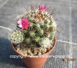 Mammillaria_gracilis_Antje-3