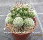 Mammillaria gracilis Hybride Antje