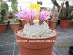 Mammillaria herrerae  1685