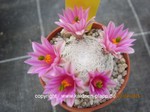 Mammillaria_herrerae_1685-2