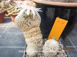 Mammillaria herrerae albiflora 1536