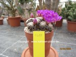 Mammillaria luethyii cluster  1680