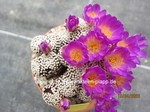 Mammillaria_luethyi_1680-2