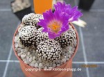 Mammillaria luethyii cluster 1520
