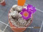 Mammillaria_luethyii_1520-2