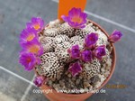 Mammillaria luethyii cluster 1521