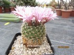 Mammillaria napina  1683