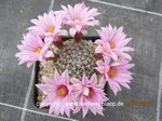 Mammillaria_napina_1683-2