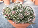 Mammillaria paintneri monstrosa 1553