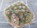 Mammillaria_paintneri_monstrosa_1553-3