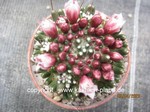 Mammillaria_paintneri_monstrosa_230403-2