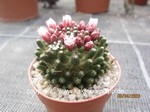 Mammillaria_paintneri_monstrosa_230403