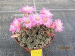 Mammillaria_saboae_1178-1