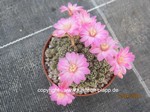 Mammillaria_saboae_1178-2