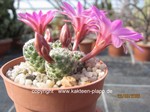 Mammillaria saboae ssp .haudeana, Yecora, Son