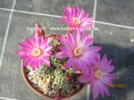 Mammillaria_saboae_2604-2