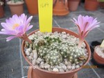 Mammillaria saboe roczekii  1684