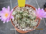 Mammillaria_saboe-roczekii_1684-2