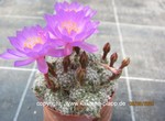 Mammillaria saboae ssp. haudeana, Maycoba, Son 1593