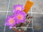 Mammillaria_saboe_haudeana_1593-2