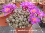 Mammillaria_saboe_haudeana_2305