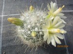 Mammillaria_senilis_1157-1