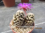 Mammillaria_theresae-864-2