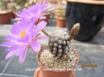 Mammillaria theresae 1524