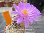 Mammillaria_theresae_1524-2
