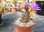 Mammillaria theresae 1531