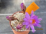 Mammillaria_theresae_1531-2