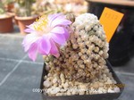 Mammillaria theresae 1537