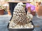 Mammillaria_theresae_1537-2