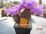 Mammillaria theresae 1561