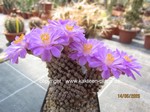 Mammillaria_theresae_1561-2