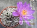 Mammillaria_theresae_minima 