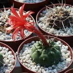 Matucana madisonorum