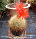 Matucana herzogiana 3268