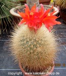 Matucana herzogiana 3269
