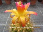 Matucana aurantiaca  1678