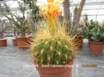 Matucana_aurantica_1678-1