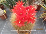 Matucana_herzogiana_1517-2