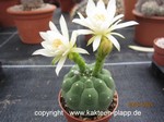 Matucana madisonorum albiflora 1817