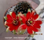 Rebutia (Mediolobivia) cv "Schweizer Mädel"