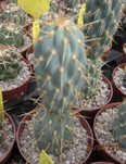 Miqueliopuntia miquelii  (unrooted Cutting)