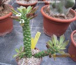 Monadenium heteropodum 1435