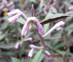 Monadenium montanum var. rubellum