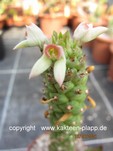 Monadenium heteropodum