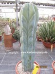 Myrtillocactus_geometrizans_1125-1