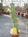 Myrtillocactus geometrizans monstrosus  1656